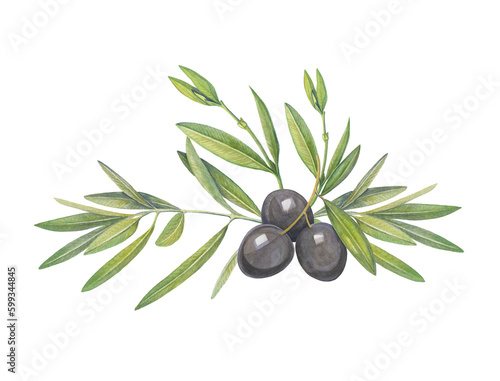 Composition of watercolor illustrations of olive branches and fruits. Handmade work. Isolated.