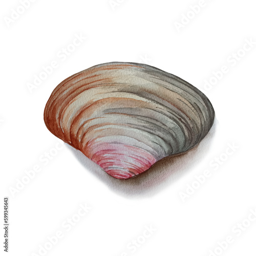 Watercolor row of mussels isolated on white background.