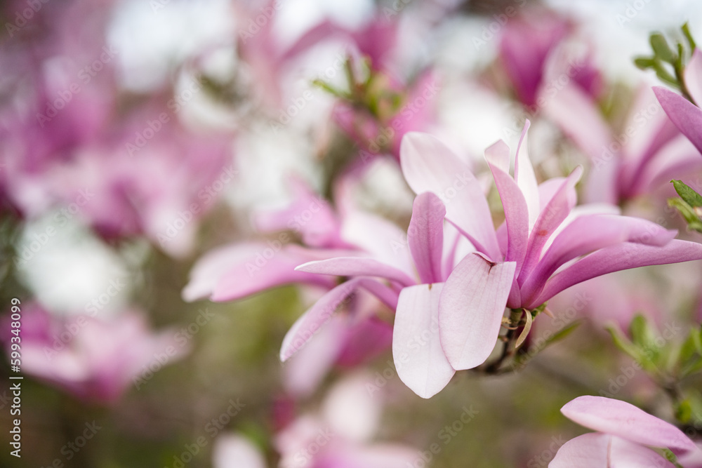 Tender pink flowers of magnolia tree blossom in springtime. Tender pink flowers of magnolia tree blossom in springtime.