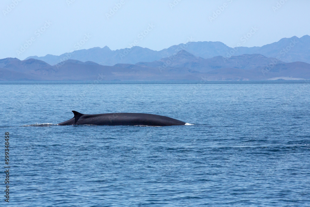 Fototapeta premium Fin Whale Sea of Cortez