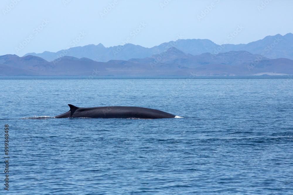 Fin Whale Sea of Cortez