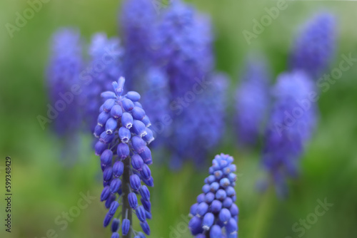 Tender blue Muscari neglectum flowers. Spring flowering. Blue buds flowers Muscari armeniacum . Grape hyacinth.  Spring season. Floral background. First spring flowers. Horizontal photo