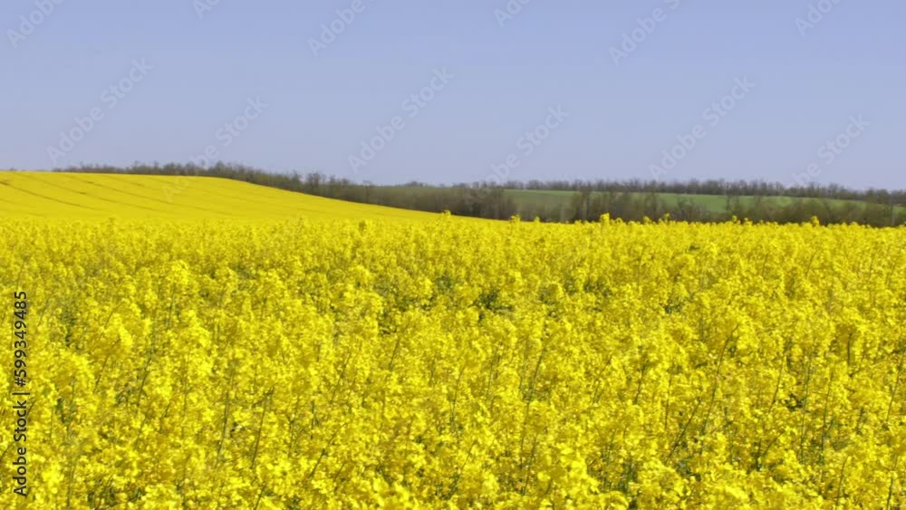 Blooming rapeseed flowers. Rapeseed in an agricultural field at night, close-up. blooming rapeseed Blooming rapeseed flowers. Rapeseed in an agricultural field at night, close-up. blooming rapeseed
