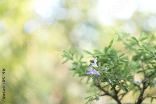 Antidesma acidum Linh sam flower closeup photo