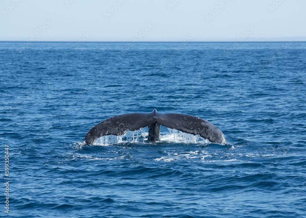 Fototapeta premium Fin Whale Flukes Before Diving