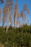 Catastrophic forest in the german Rothaargebirge near the german city Bad Berleburg