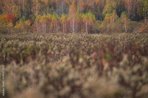 Jesienny krajobraz z drzewami na skraju lasu