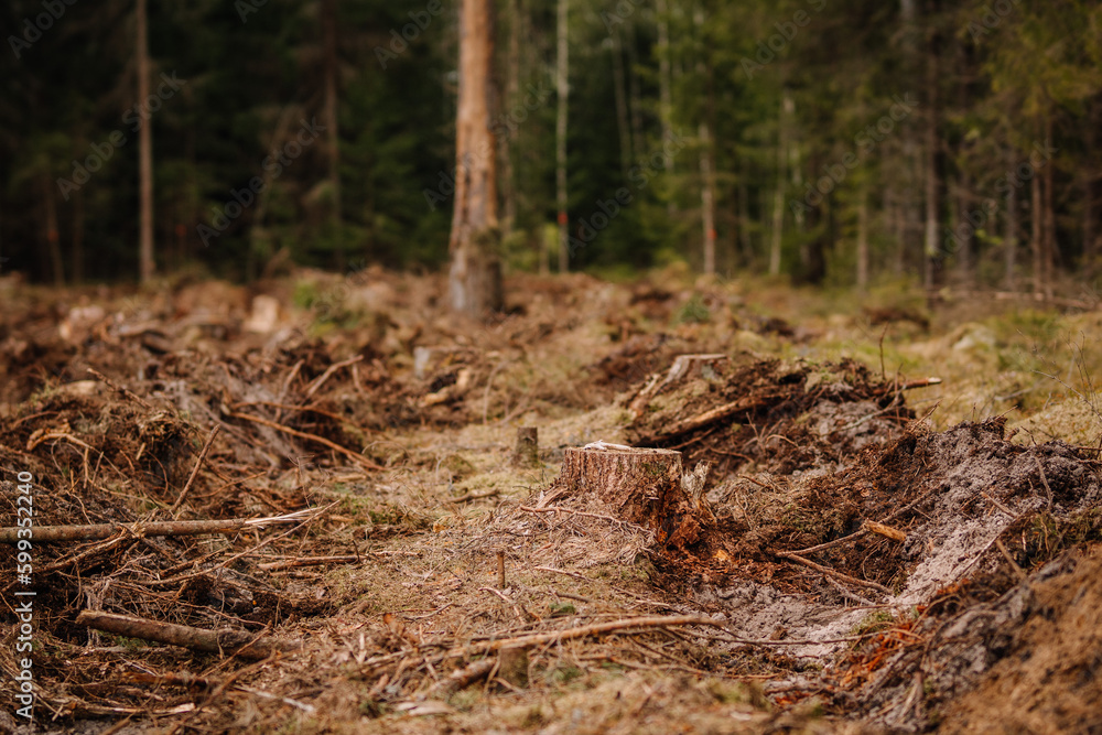 A cleared forest, prepared for planting young spruce trees A cleared forest, prepared for planting young spruce trees