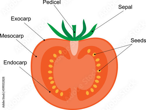 The fruit is a berry, diagram. Longitudinal section of a tomato. Fleshy fruit.