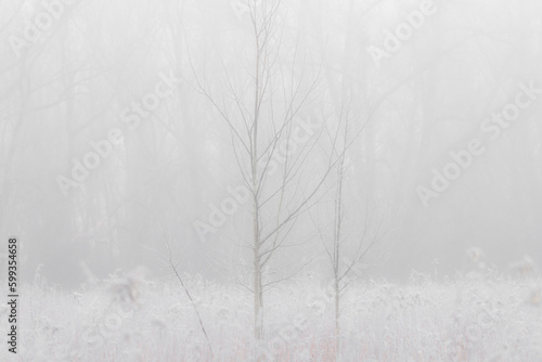 Oszronione drzewa we mgle późną jesienią