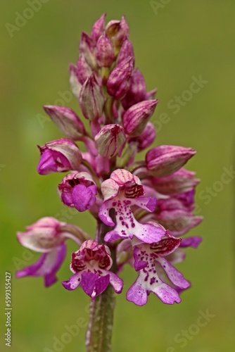 Hybride zwischen Helm- und Purpur-Knabenkraut  Orchis militaris x purpurea 