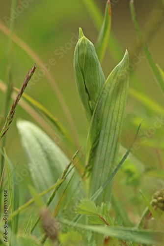 Knospende Hummel-Ragwurz (Ophrys holoserica).
