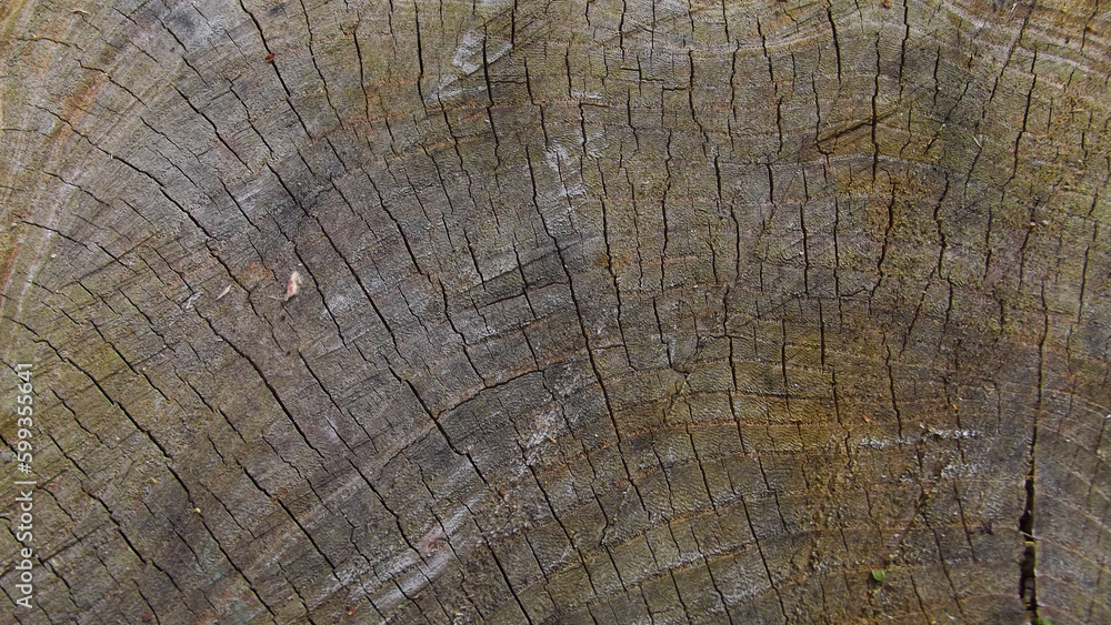 Fototapeta premium a cut of cracked wood of a darkish color with gray-brownish tints