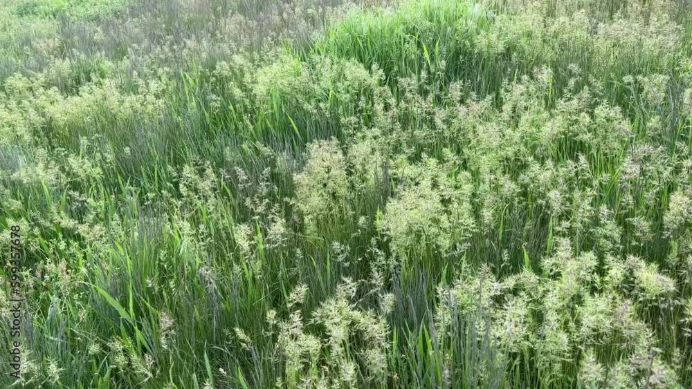 Green grass meadow in the wind. Green grass meadow in the wind.