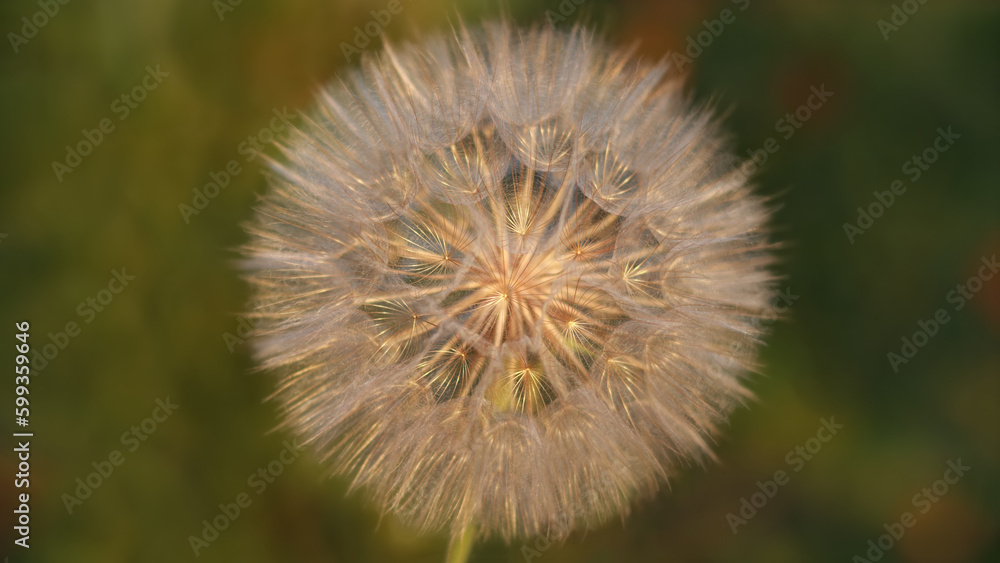 Fluffy Dandelion against sunset sun close up. Dandelion on a green background. Freedom to Wish. Abstract dandelion flower background. Seed macro closeup. Silhouette fluffy flower. Fragility Fluffy Dandelion against sunset sun close up. Dandelion on a green background. Freedom to Wish. Abstract dandelion flower background. Seed macro closeup. Silhouette fluffy flower. Fragility