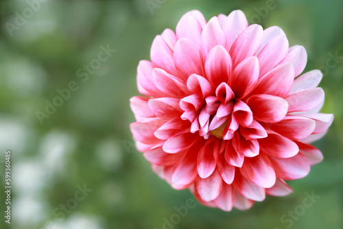 Pink Dahlia flower on green nature background.
Blossoming dahlia on green foliage.
Vibrant pink flower in natural environment.
Garden decoration with dahlia flower. Beautiful floral composition 