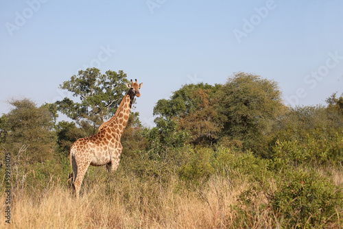 Photography Giraffe / Giraffe / Giraffa camelopardalis