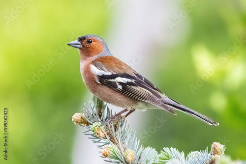 Male Common chaffinch or Fringilla coelebs small passerine bird in the finch family on a tree branch