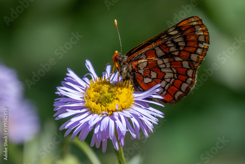 butterfly on flower © Kerry