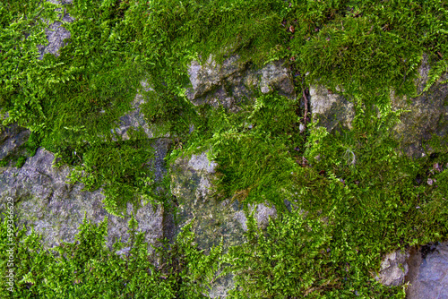 Fototapete Close up. Green moss on grey stones. Background.