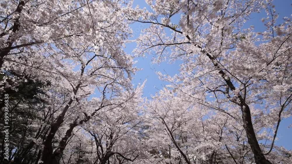 Hirosaki in full bloom, Sakurabayashi Park Hirosaki in full bloom, Sakurabayashi Park