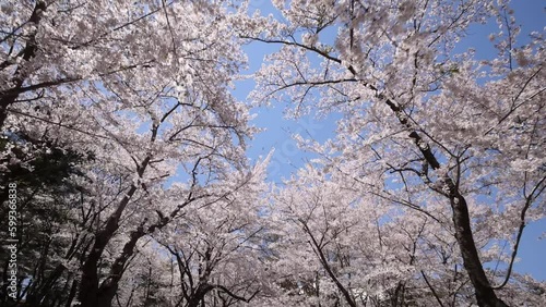 Wallpaper Mural Hirosaki in full bloom, Sakurabayashi Park Torontodigital.ca