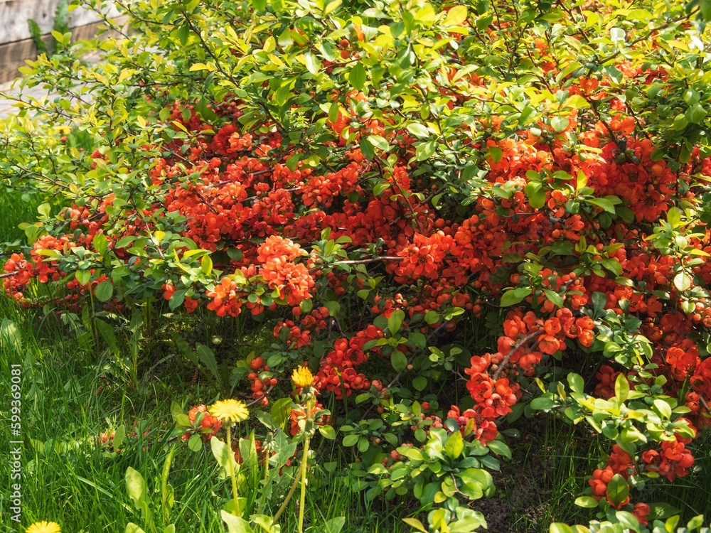 Blooming Japanese quince close-up Blooming Japanese quince close-up