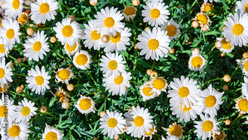 Panoramic view of white and yellow blossoming big daisies, wild marguerite chamomile flowers in meadow fields at Spring closeup, details © neurobite