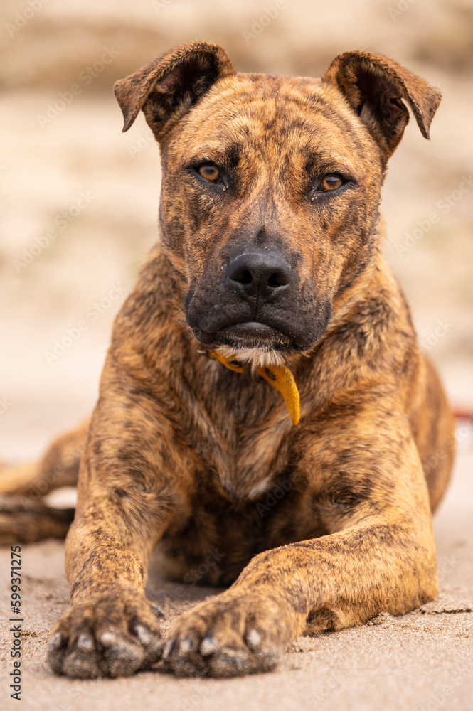 Beautiful large brown dog posing on the beach. Great demeanor, charismatic and of great presence.