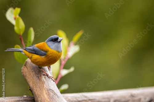 Small bird called Siete Colores or Comesebo. Perched on a tree branch in the sun.