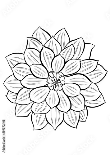 Dahlia flower outline illustration on transparent background.