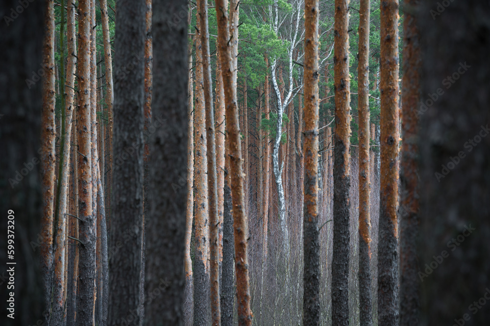 Obraz premium Brzoza biała wśród sosnowego lasu