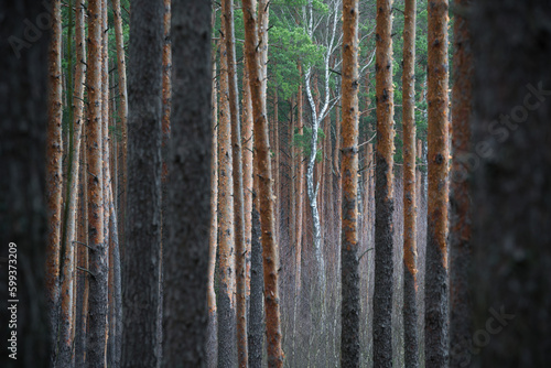 Fototapeta Naklejka Na Ścianę i Meble -  Brzoza biała wśród sosnowego lasu