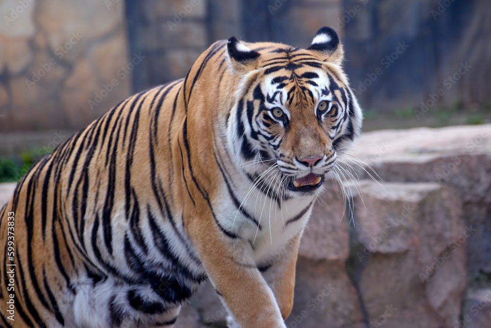 Big bengal tiger swimming in a pool