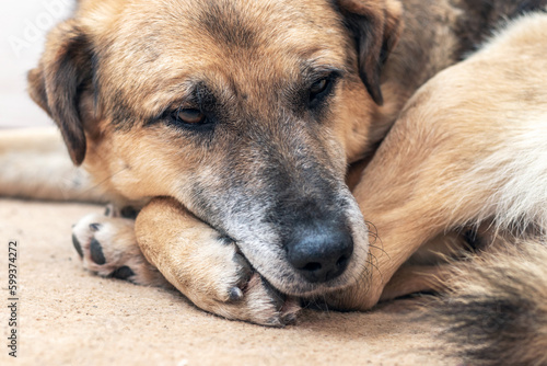 A large dog with a sad look is lying on a rug in the room