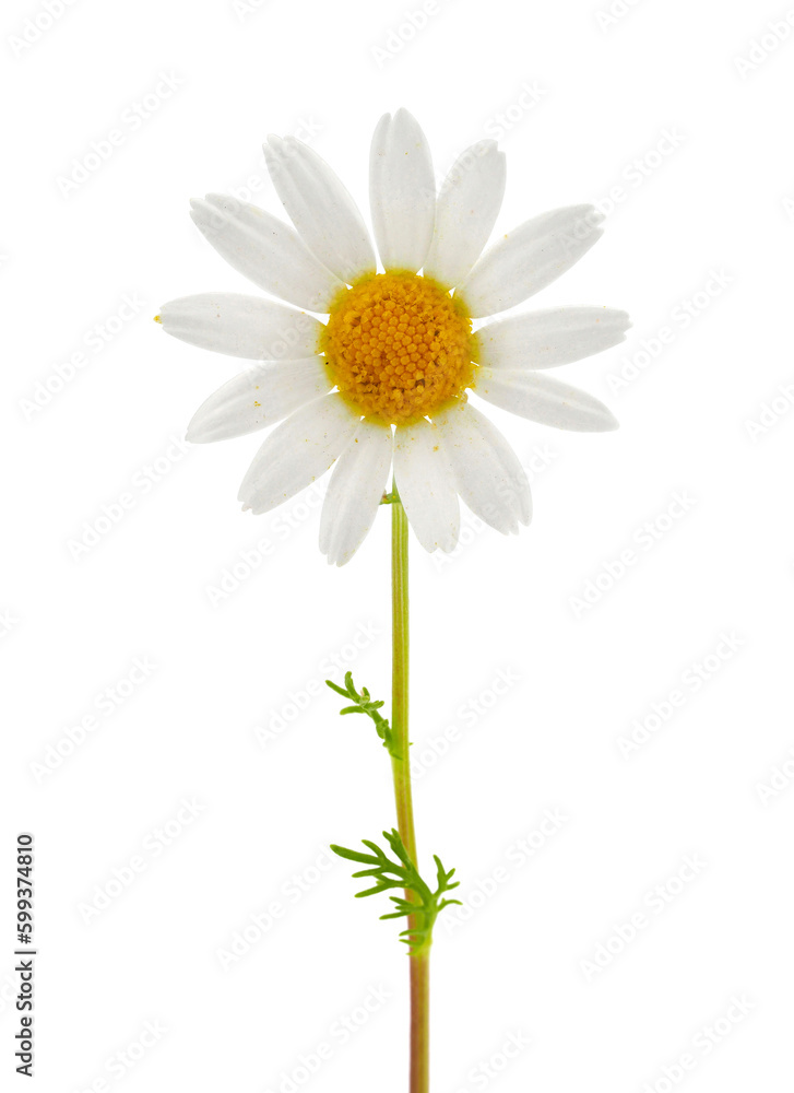 Flower of German chamomile isolated on white background, Matricaria chamomilla Flower of German chamomile isolated on white background, Matricaria chamomilla