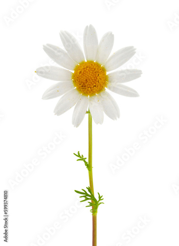 Flower of German chamomile isolated on white background  Matricaria chamomilla