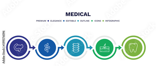 set of medical thin line icons. medical outline icons with infographic template. linear icons such as pancreas, intestine, spinal column, epidermis, premolar vector.
