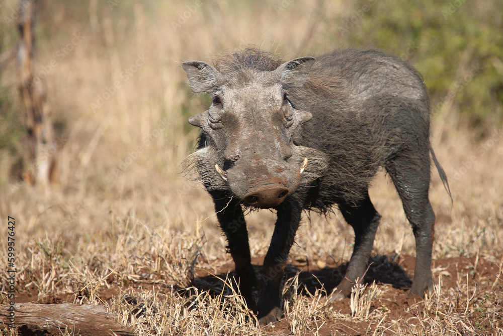 Warzenschwein / Warthog / Phacochoerus africanus Warzenschwein / Warthog / Phacochoerus africanus