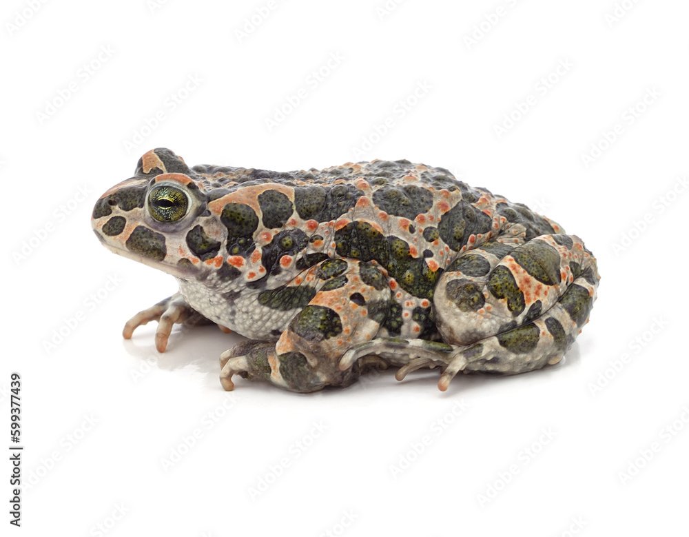 Fototapeta premium One big spotted frog.