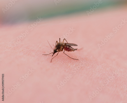 One mosquito with blood on the skin.