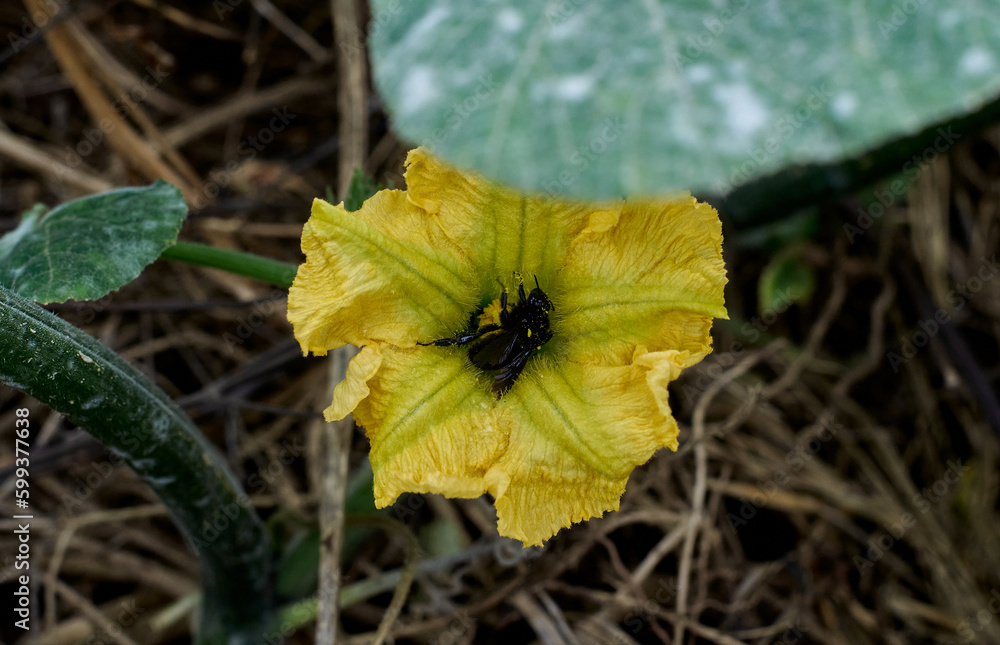 The Bombus atratus is a species of South American black bumblebee that plays an essential role in the pollination of the plants that are cultivated, as in this case, pumpkin squash. The Bombus atratus is a species of South American black bumblebee that plays an essential role in the pollination of the plants that are cultivated, as in this case, pumpkin squash.
