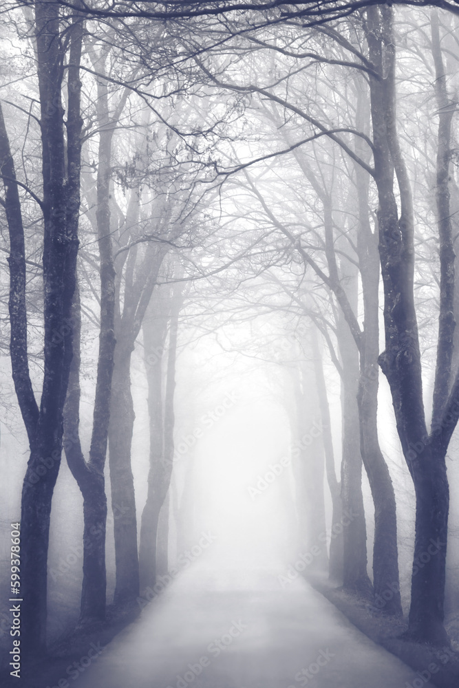 An Avenue An Avenue