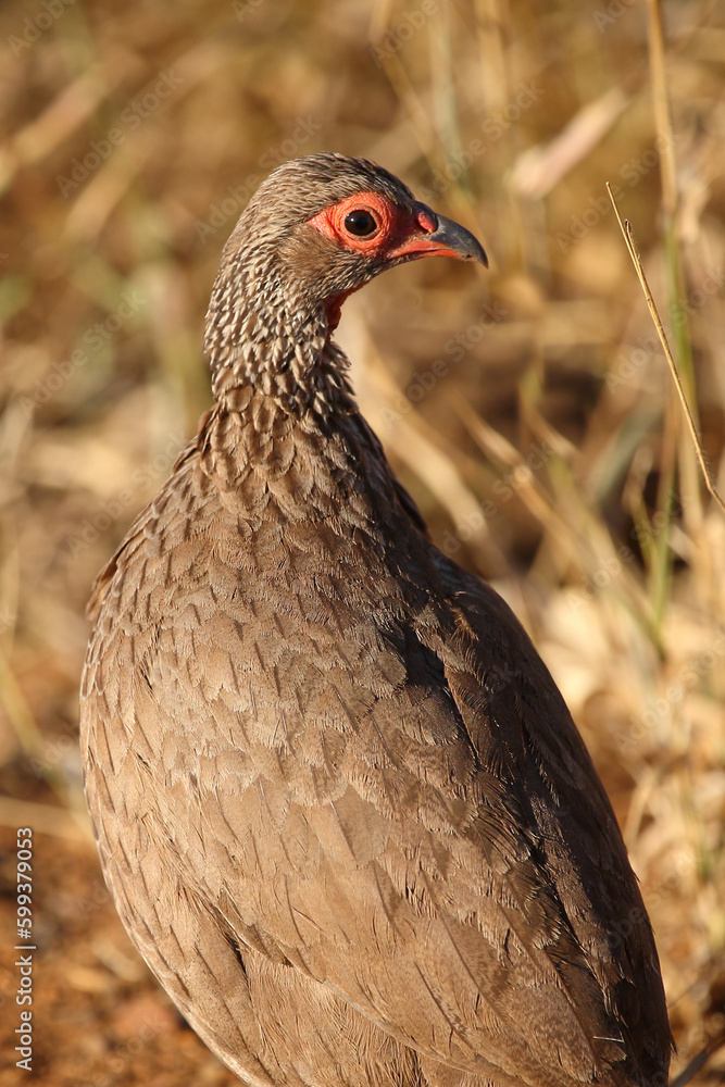 Swainsonfrankolin / Swainson's francolin or Swainson's spurfowl / Francolinus swainsonii. Swainsonfrankolin / Swainson's francolin or Swainson's spurfowl / Francolinus swainsonii.