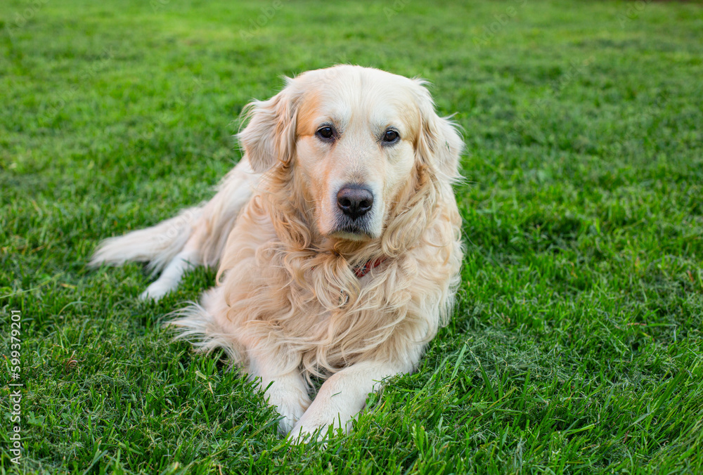 Golden retriever dog