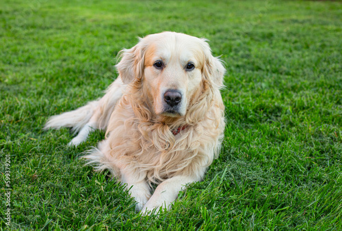 Golden retriever dog