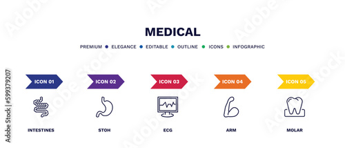 set of medical thin line icons. medical outline icons with infographic template. linear icons such as intestines, stoh, ecg, arm, molar vector.