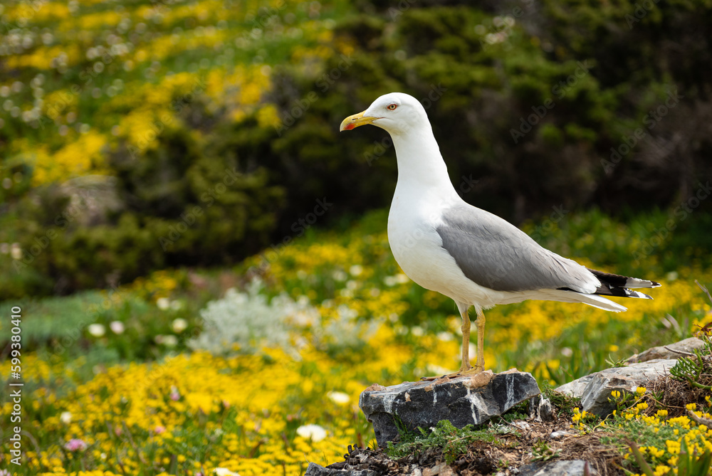 Seagull in sea of flowers on island of Porquerolles (Île de Porquerolles), France Seagull in sea of flowers on island of Porquerolles (Île de Porquerolles), France