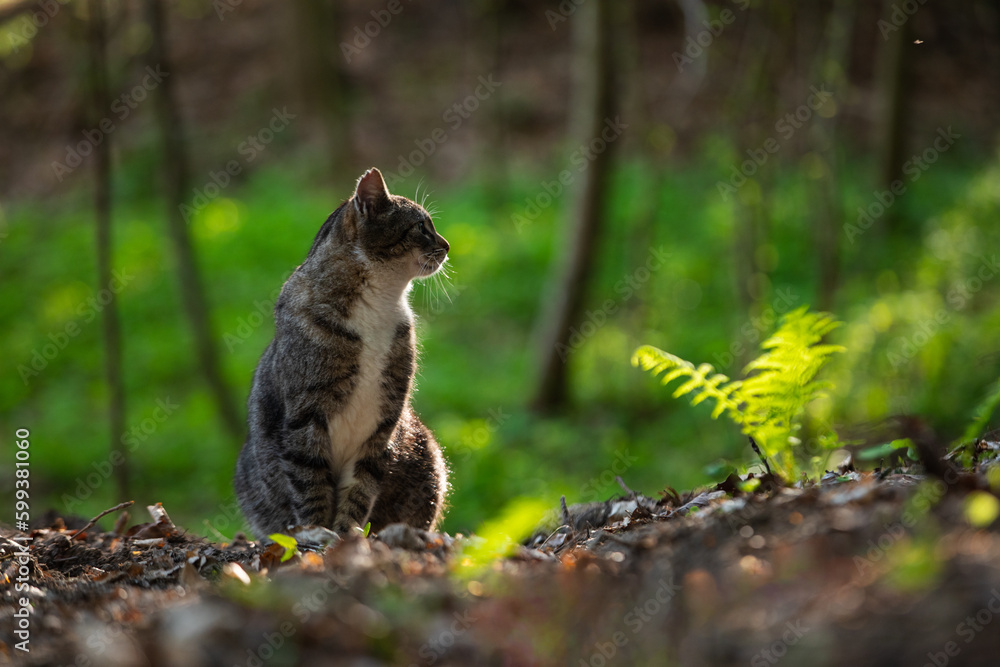 Fototapeta premium Cat in the woods