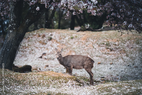 A majestic deer pauses amidst the stunning cherry blossoms of Nara, Japan. A mesmerizing blend of natural beauty and wildlife in one of Japan's most iconic destinations